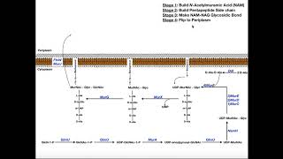 Biosynthesis of Peptidoglycan in Bacteria [upl. by Htebazile142]