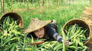 The suffering of a 17 year old girl  Harvesting wild beans Msmeomeo [upl. by Juback753]