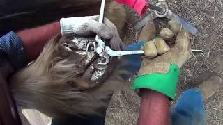 Clydesdale Trim Soni Action cam [upl. by Ahcsim]