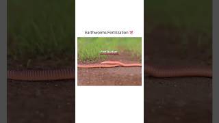 Earthworms Fertilization 🔥😍 shorts earthworm shirazivillagevlog [upl. by Ha385]