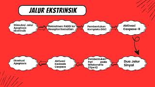 Ekspresi Gen Protein Caspases  3 Pada Jalur Apoptosis [upl. by Odlaumor]