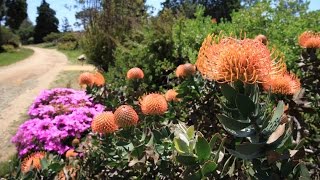 UC Santa Cruz arboretum  tour of the protea leucospermum leucadendron mimetes banksia [upl. by Alleram585]