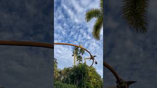 Pteranodon Flyers a Prehistoricbirdseye View of the Jurassic Park Area 🦕 universalstudios dino [upl. by Zucker]