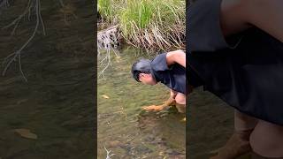 FRESHWATER yabbies freshwater yabbies river peaceful nature relaxing entertainment shorts [upl. by Thedrick]