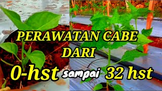 MERAWAT TANAMAN CABE DARI 0  32 hst INI PUPUK DAN PESTISIDA YANG KAMI GUNAKAN [upl. by Zurheide763]