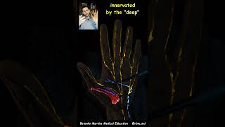 Opponens Pollicis innervation  Nerves of the hand Learn Hand Anatomy [upl. by Boice]