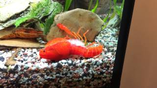 Crayfish molting [upl. by Marena]