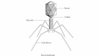 Diagram of bacteriophagewell labelled diagram bacteriophagebacteriophagehow to draw bacteriophage [upl. by Leckie]