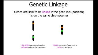 102 Dihybrid Crosses and Linkage [upl. by Amalbergas]