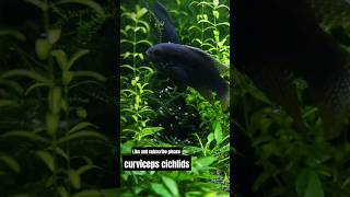 curviceps cichlids planted tank setup feeds curvicepscichlids aquarium fish [upl. by Leibrag]