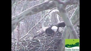 Duke Farms Eagle cam quotEagle kills Hawk  Bad Thingsquot [upl. by Stanway208]