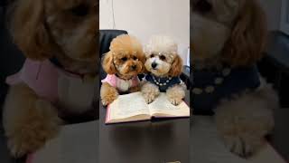 My Dog Babys Went to school 🏫🎒🐶🐕😂😂😂pets goldenpupppy babydog funny goldenpup babypet [upl. by Eedoj]