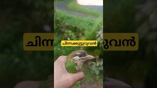 White Cheeked Barbet  Chinna Kutturuvan  ചിന്നക്കുട്ടുറുവൻ variety gardening ideas garden [upl. by Ciredec]