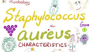 Staphylococcus aureus Characteristics  Microbiology 🧫 amp Infectious Diseases 🦠 [upl. by Fablan102]