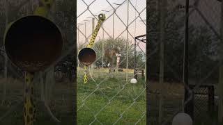 The bouncing of the Serval cat is so strong that even the birds are flying away The animal world [upl. by Hsirk]