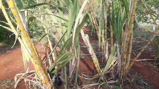 Minha cana caiana vidanaroça roça rotinanositio plantas farturanaroça sitio [upl. by Cavanaugh]