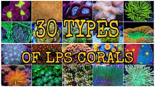 30 TYPES OF LPS CORALS [upl. by Anatolio]