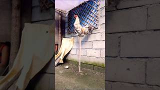 maliksi na c bulik rooster chicken [upl. by Josias]