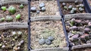 Titanopsis And Haworthia Seedlings Update [upl. by Thurmann]