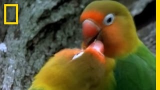 Birds of Paradise  Lovebirds  National Geographic [upl. by Bartosch558]