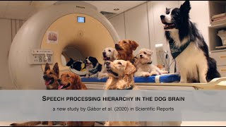 Speech processing hierarchy in the dog brain [upl. by Shaner]