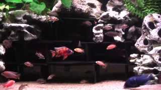 Malawi Cichliden 700l Aquarium 2013 von Julian [upl. by Stillas]