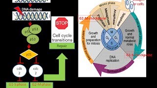 p53 and Cell cycle arrest Cancer Biology  Oncology biologyexams4u [upl. by Tengler703]