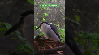 The grey heron Ardea cinerea wildlife wild wildlifephotography naturelover nature [upl. by Gee146]