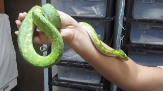 Chondropython Morelia viridis the Green Tree Python and the Deadly Tarantula Girl [upl. by Veal]