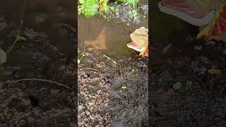 WILD ANIMALS THEY CATCHING SNAKEHEAD FISH  SNAKEHEAD FISH shorts fish channa viralvideo [upl. by Ugo]