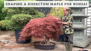 Shaping a Dissectum Maple for Bonsai [upl. by Manvell]