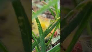 Wisconsin Summer ep10 Whitemarked Tussock Moth wisconsin summer wildlife garden catterpillar [upl. by Normalie]