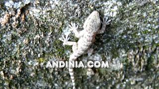 Salamanquesa común Tarentola mauritanica  Common Wall Gecko  Osgamoura [upl. by Adnerb]