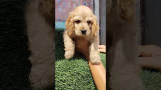 COCKER SPANIEL PUPPY ❤️🌷 98885 63035🍎🍎 [upl. by Etteoj]