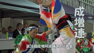 真夏の夜の阿波踊り「成増連」Awa Odori Dance  第38回成増阿波おどり大会（202481） [upl. by Bell842]