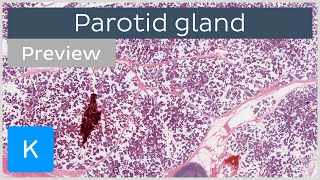 Parotid gland preview  Human Histology  Kenhub [upl. by Setarcos]