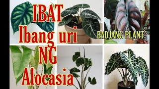 IBAT IBANG URI NG ALOCASIA  BADJANG PLANTS [upl. by Yrrad623]