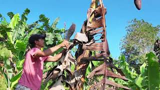 Visiting Project LAWA at BINHI DSWD Initiatives [upl. by Gerry]