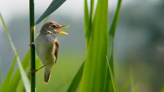 A Blyths reed warbler song Acrocephalus dumetorum Struikrietzanger [upl. by Roach]