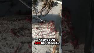 Meet the Kissing Bug Fascinating Facts You Didnt Know 🪲💋insects nature viral shorts [upl. by Amliw]