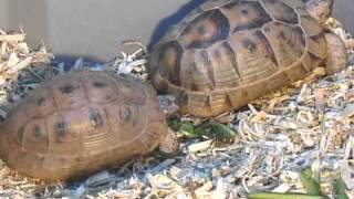 Golden Greek Tortoises Mating Ritual [upl. by Aneen]