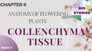 Collenchyma Tissue  Types  Functions  Anatomy of Flowering Plants  PART 3 [upl. by Hanna126]