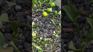 My KUMQUAT TREE is fruiting for the first time 🥰 kumquat fruittrees happygardeninglife fall2024 [upl. by Goldshell]