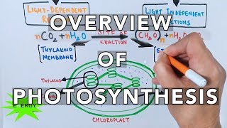 Photosynthesis [upl. by Merete]