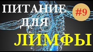 Питание для здоровья ЛИМФАТИЧЕСКОЙ СИСТЕМЫ [upl. by Albemarle288]