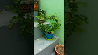 aprajita ka plant heart shape meigarden viral short [upl. by Asquith]