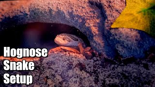 Hognose Snake Enclosure  Osiris Gets An Upgrade [upl. by Ardet450]