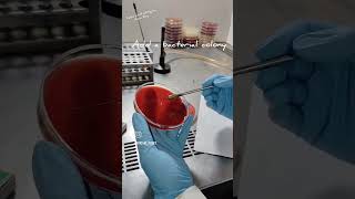 Catalase Test Slide Method microbiology biochemical [upl. by Sabah803]