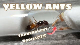 My New Colony Of Yellow Ants Camponotus Fedschenkoi Unboxing [upl. by Derk]