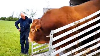 Limousin bull going to meet the cows on the pasture [upl. by Ilehs]